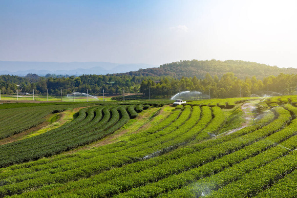 Tea farm plantation bluesky, Thailand - Photo, Image