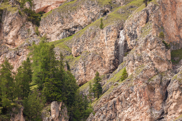 some larches on impervious mountain wall - Photo, Image
