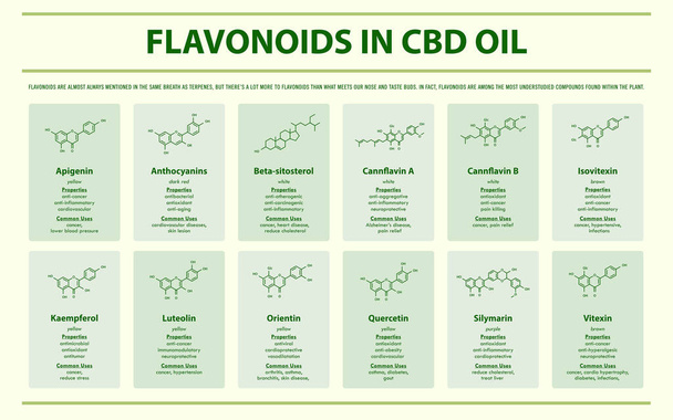 Flavonoid v oleji Cbd se strukturními vzorci horizontální infografiky - Vektor, obrázek