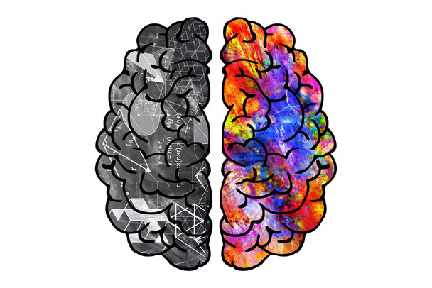 απεικόνιση του ανθρώπινου εγκεφάλου λογικό ημισφαίριο και δημιουργικό ένα - Φωτογραφία, εικόνα