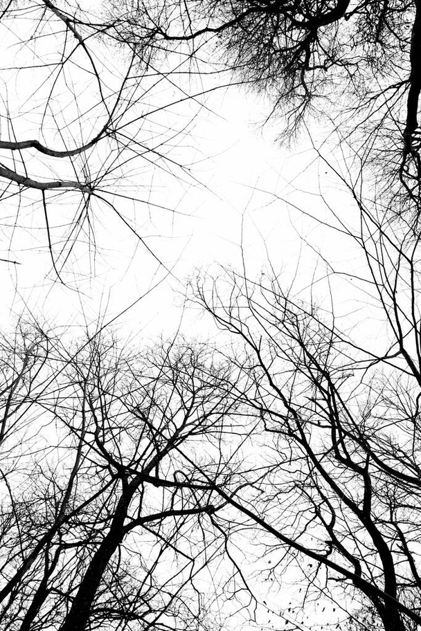 Bare trees silhouettes in the winter forest - Photo, Image