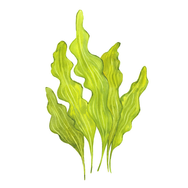 watercolor green algae - Fotó, kép