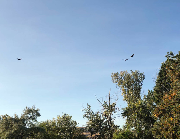 Majestic Maryhill State Park ze stadem ptaków latających wokół drzew z niebieskim niebem w tle w hrabstwie Klickitat Washington State  - Zdjęcie, obraz