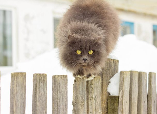 Красива сіра сільська кішка з жовто-зеленими очима сидить на старому дерев'яному паркані, покритому невеликими сніжинками
. - Фото, зображення