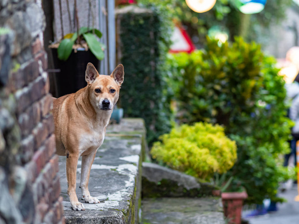 Street Stray Dogs With Ears Straight Upwards - Photo, Image