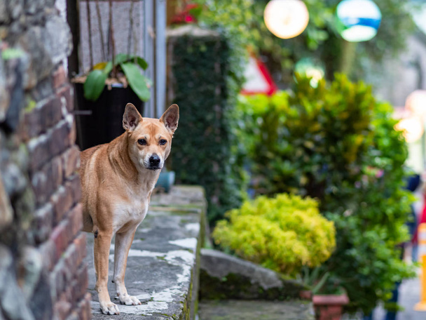 Pouliční toulaví psi s ušima rovnýma nahoru - Fotografie, Obrázek