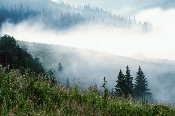 Foggy morning landscape - Valokuva, kuva