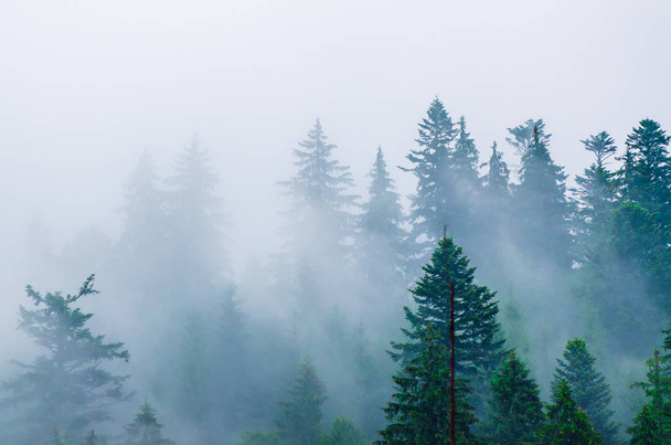 Misty mountain landscape - Фото, изображение