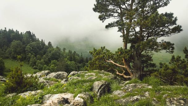 Foggy day in green mountains - Valokuva, kuva