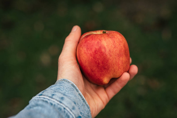 Male hand holding red ripe apple - Foto, immagini