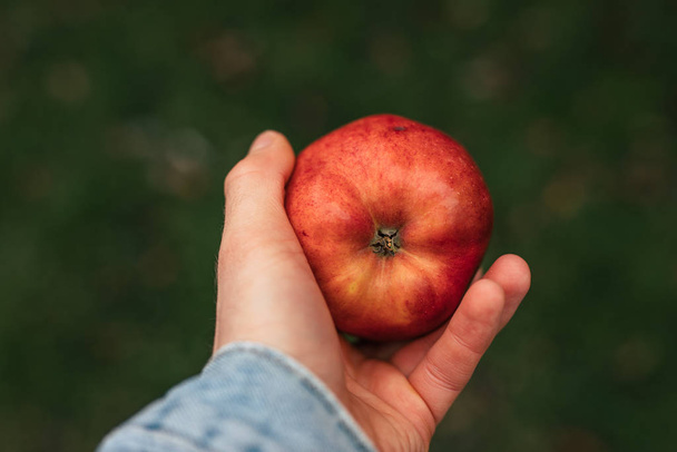 Male hand holding red ripe apple - Foto, imagen