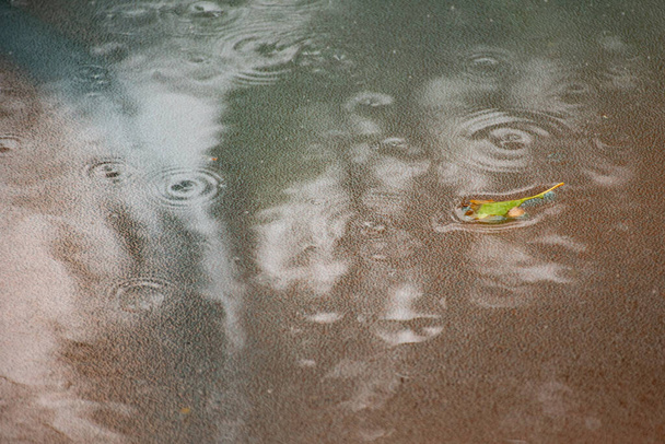 大雨とヤシの木の反射 - 写真・画像