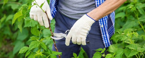 gardener pruning shears bushes. Garden. Selective focus. - Photo, Image