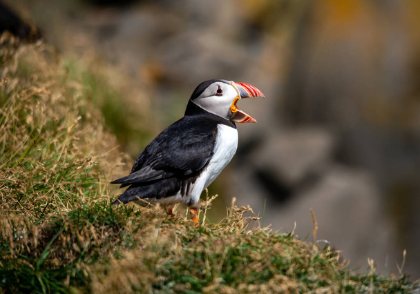 The Atlantic puffin, also known as the common puffin  - Foto, afbeelding
