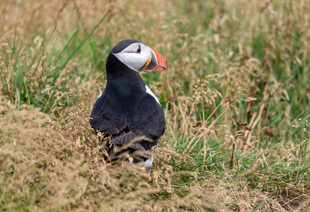 The Atlantic puffin, also known as the common puffin  - Photo, Image