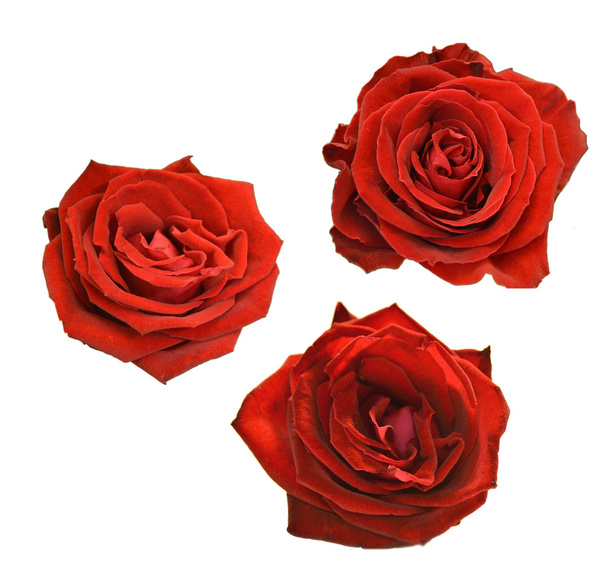 Tre teste di rose isolate
 - Foto, immagini