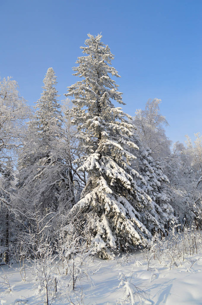Winterwald. Bäume im Schnee und sonniger Himmel - Foto, Bild