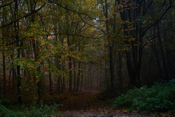 Romantyczny jesienny las i drzewa       - Zdjęcie, obraz