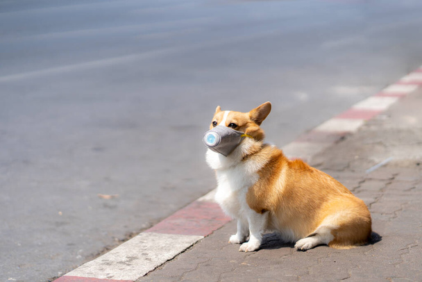 Corgi-Hund mit Staubmasken sitzt auf Gehwegen auf Straßen, die - Foto, Bild