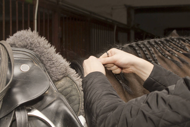 Trenzas de crin de peluquero caballo ensillado
 - Foto, Imagen