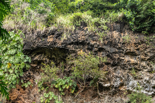 Closeup of plant vegetation on black rock cliff near Kamokila Vi - Фото, зображення