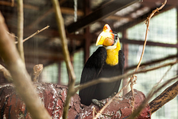 Bedreigde bornea neushoornvogel in de kooi - Foto, afbeelding