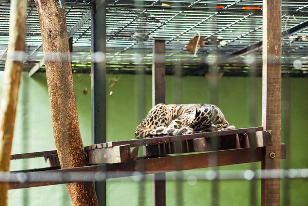 Bedrohter Bornean-Wolkenleopard schläft auf der Holzplattform im Käfig, Sarawak, Malaysia. - Foto, Bild