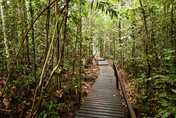 Holzpfad im unberührten Regenwald von Borneo - Foto, Bild