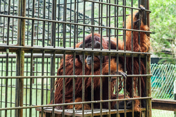 Wilder erwachsener Orang-Utan sitzt hinter Gittern - Foto, Bild