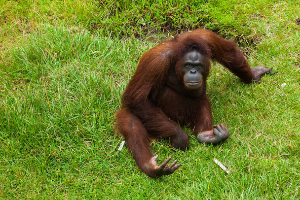 Megmentett orángután pózol a gras-on ülő kamerának. - Fotó, kép