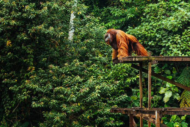Riesiger männlicher Orang-Utan blickt von einer hohen Holzplattform im Artenschutzzentrum des östlichen Borneo herab - Foto, Bild