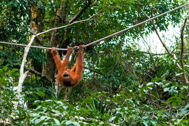 Malý orangutan visící a houpající se na laně vzhůru nohama - Fotografie, Obrázek