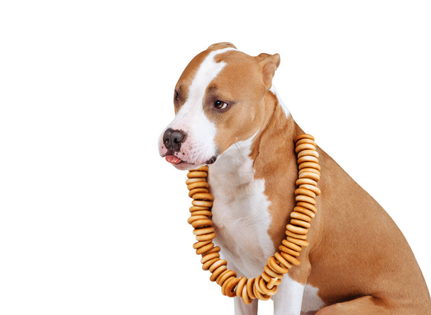 Portrait d'un grand chien avec un collier de bagels sur le cou. Le chien lèche sa nourriture. Isolé sur fond blanc - Photo, image
