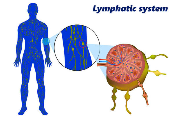 Лімфатична система людини (лімфоїдна система). Лімфатичний вузол, що показує аферентні та еферентні лімфатичні судини
 - Вектор, зображення