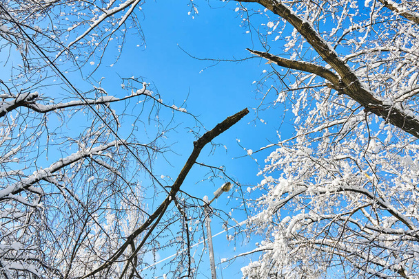 Zlomené větve stromů padaly na elektrické vedení. Zhroucení počasí. Sníh na elektrických vodičích ve městě. Staré elektrické kabely. - Fotografie, Obrázek