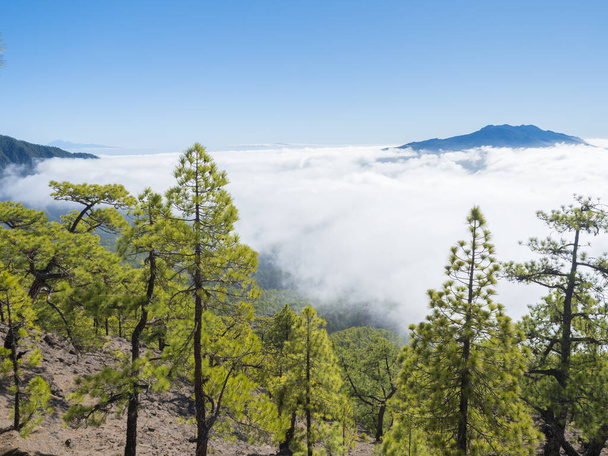 Vulkanikus táj és buja zöld fenyőerdő a Pico Bejenado hegységig vezető túraútvonalon a Caldera de Taburiente nemzeti parkban, vulkanikus kráter La Palma-ban, Kanári-szigetek, Spanyolország - Fotó, kép