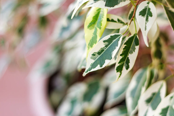 Branch of ficus benjamina with variegated leaves, selective focus, copy space. - Foto, Bild