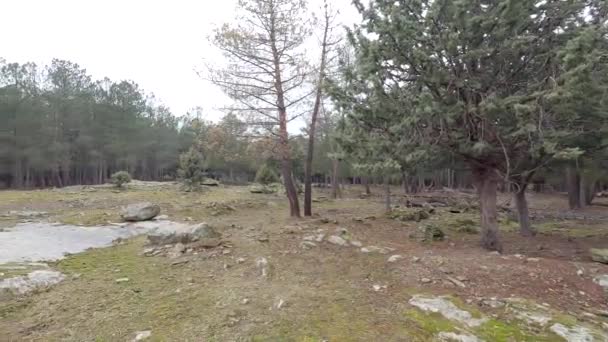 360 slow motion uitzicht op een open plek in een dennenbos, tijdens een natte en grijze winterdag, 4k - Video