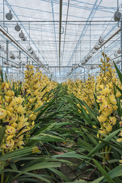 巨大な温室で黄色の蘭を栽培する  - 写真・画像