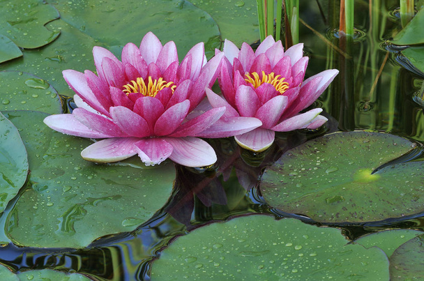 Close-up de dois lírios de água rosa com reflexos em água calma e emoldurado por almofadas de lírio
 - Foto, Imagem