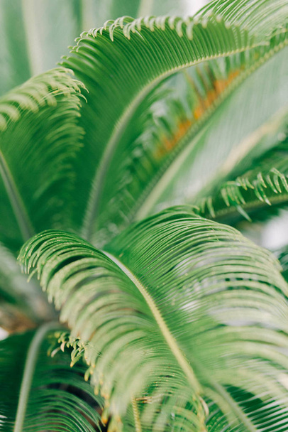 beautiful background with green tropical palm leaves - 写真・画像