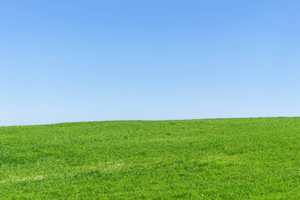 Pasturage z zieloną soczystą trawą na tle błękitnego nieba. - Zdjęcie, obraz