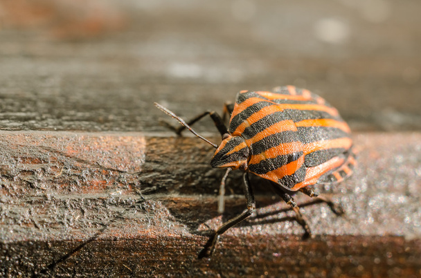 Bug de bouclier ou macro insecte puant
 - Photo, image