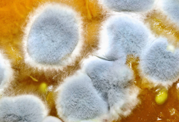 Makro von Schimmelpilzen auf Lebensmitteln. Als Hintergrund bilden sich flauschige Sporen. verschimmelte, verdorbene Lebensmittel. - Foto, Bild