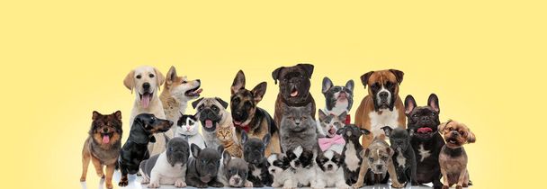 csoport különböző állatok szórakozás sárga háttér - Fotó, kép