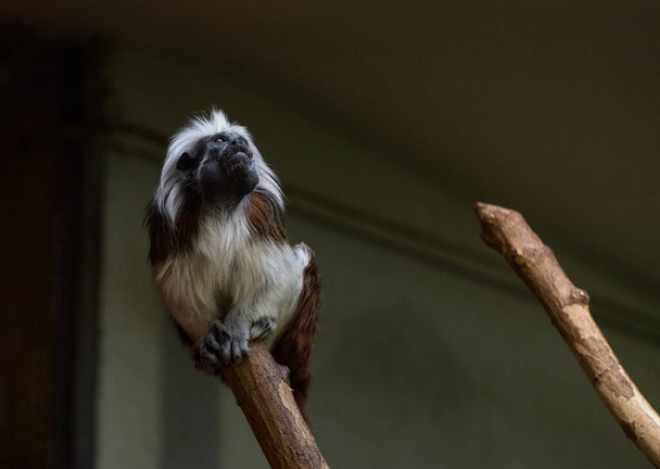 Małpka siedząca na gałęzi z siwymi włosami - Zdjęcie, obraz