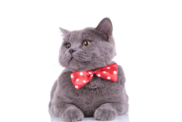 Playful British Shorthair cat curiously looking away  - Foto, Imagen