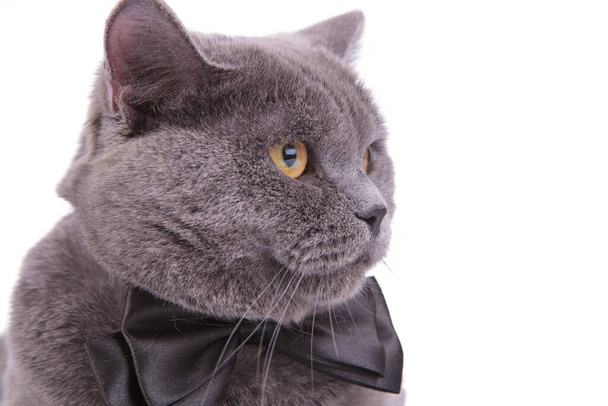 Close up of adorable British Shorthair cat wearing bowtie - Photo, Image
