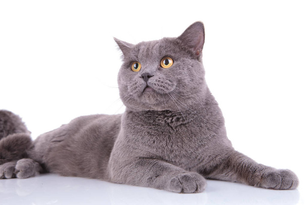 Курортный британский кот Shorthair ждет угощения
 - Фото, изображение