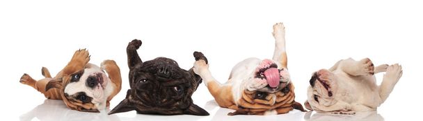 Four lovely Bulldogs panting and rolling on their back  - Photo, Image